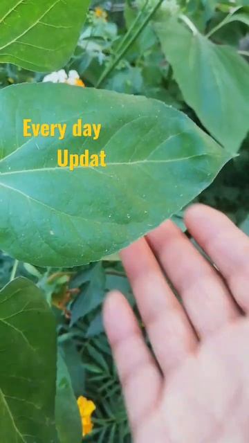 Difference between desi and hybrid sunflower #subscribe #viralshort смотреть онлайн