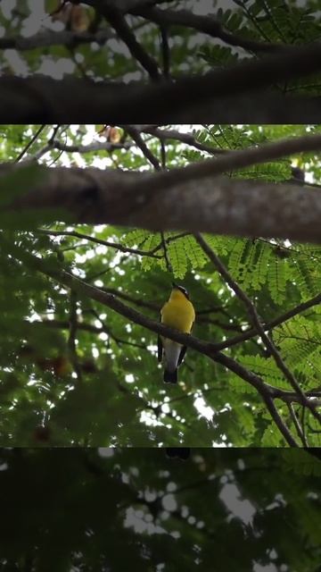 Yellow-rumped Flycatcher