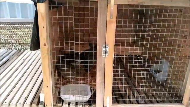 0098. 30,01,21. Завел кроликов. смотреть онлайн