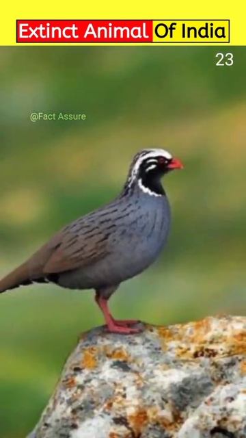 Extinct Animal Of India 😨#shorts #facts #viral смотреть онлайн