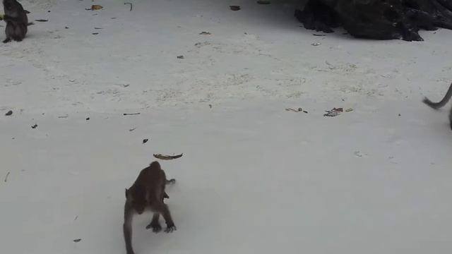 остров обезьян.mp4 смотреть онлайн