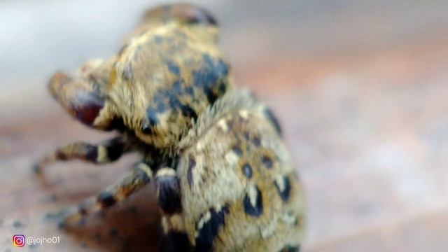 "Marpissa muscosa " смотреть онлайн