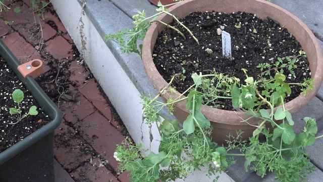What Vegetables Grow Well In Fall’s Cool Weather смотреть онлайн