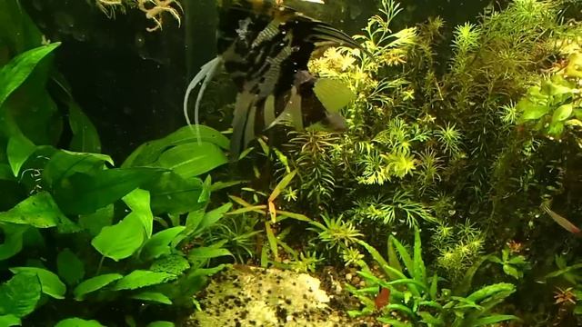 How to: Bala Sharks Care guide Underwater Camera смотреть онлайн