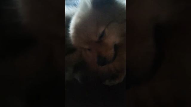 харвюшка сплюшка проверил кошку смотреть онлайн