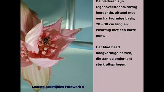 071206 - Cursus - Fotowerk 6 - Les 3 - Medinilla Magnifica смотреть онлайн