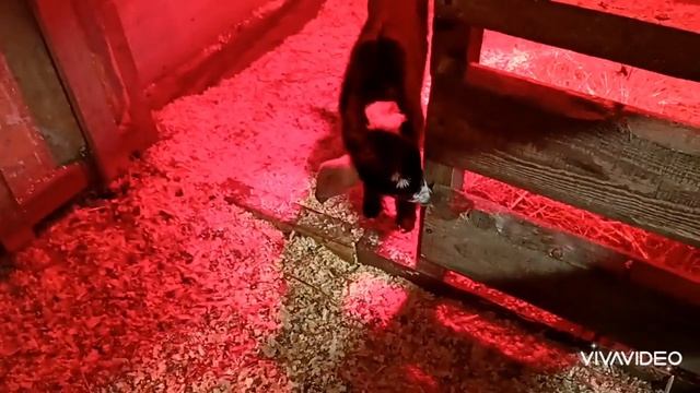 козлик на племя смотреть онлайн