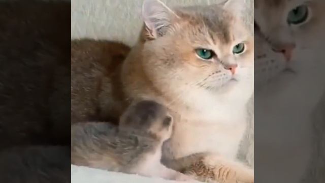 BABY CAT Nya Haus, Mother Cat Rak Pati Urus 😂 смотреть онлайн