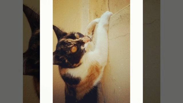 Мой любимый Тимоша #мой#кот#любимка#старичок#домашниепитомцы#животные#коты#кошки#котэ#котейки#сиам смотреть онлайн