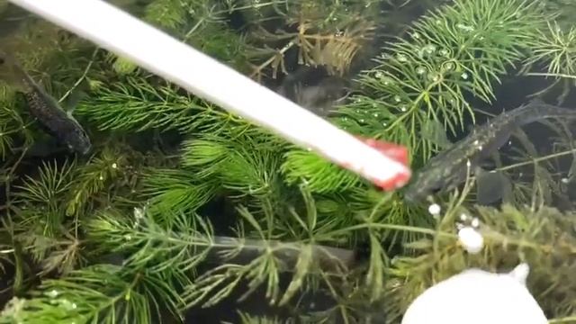 Колюшка кушает) смотреть онлайн