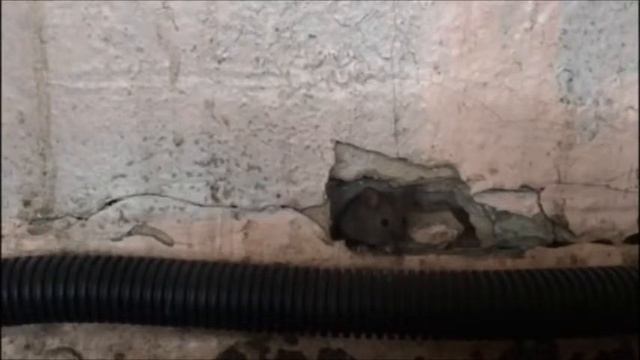 Мышка в классе ) смотреть онлайн