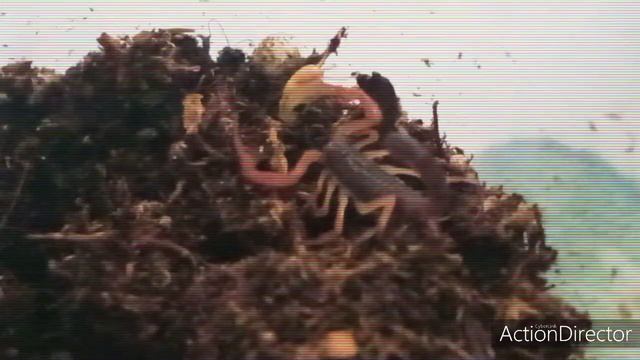 Escorpión Centruroides смотреть онлайн