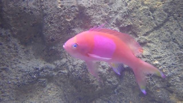 square anthias смотреть онлайн