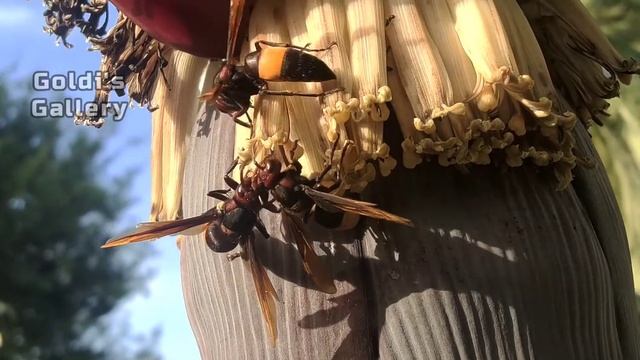 The greater banded hornet смотреть онлайн
