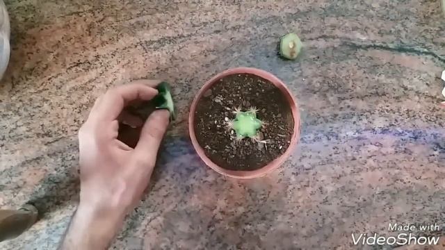 تطعيم صبار #زراعة #grafting #cactus_kurdi #cactus #kurdi #afrin #Agriculture смотреть онлайн