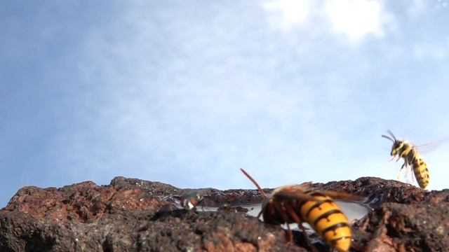 Slowmotion 500 fps. Carion Flies. Schmeissfliegen смотреть онлайн