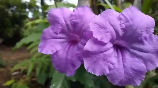 asmr cowok || ngajak keluar sama pacar || asmr husband || asmr boyfriend || asmr jalan sama pacar смотреть онлайн