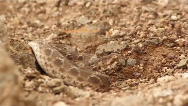 SOUND OF DEATH | saw scaled viper sound | warning Sound | indian snake | nashik смотреть онлайн