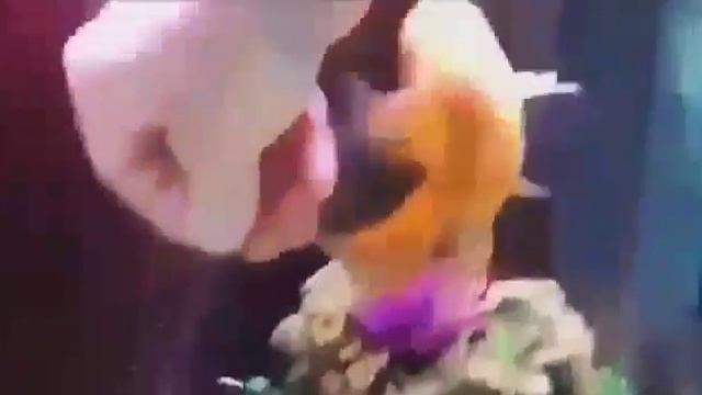 Прирученая риба смотреть онлайн