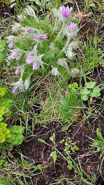 Сон-трава🎋#весна2024 #цветы смотреть онлайн