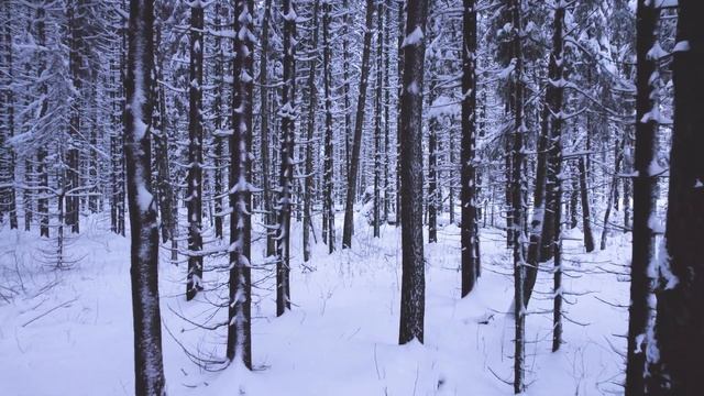 😍 Леса Подмосковья. смотреть онлайн