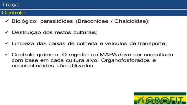 Manejo Integrado de Insetos Pragas das Hortícolas _ MIP Hortícolas смотреть онлайн