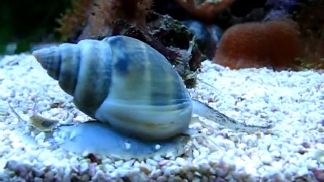 Nassarius luridus (1) смотреть онлайн