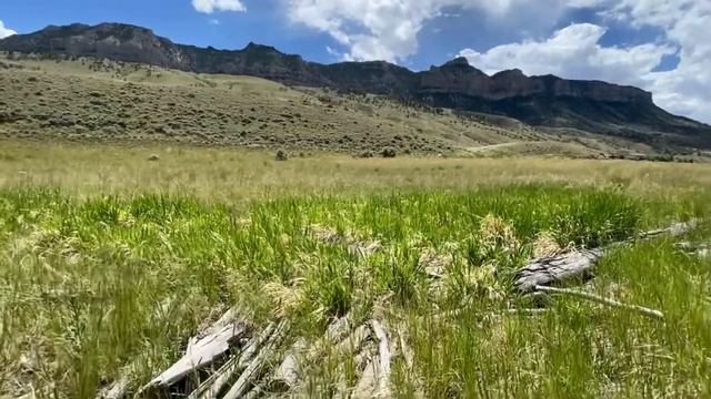 小鵜鶘長大了, grownup pelicans смотреть онлайн