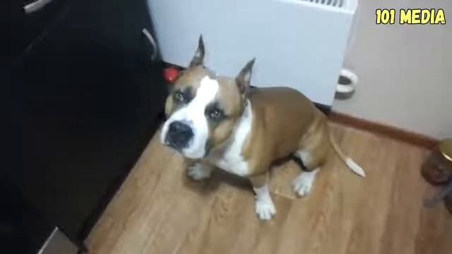 ТЕСТ НА ПСИХИКУ ПРИКОЛЫ С ЖИВОТНЫМИ Самые КРУТЫЕ видео про СОБАК Приколы с собаками Смешные Собаки смотреть онлайн