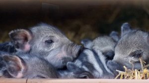 Изучаем животных. Поросенок. Обучающий мультик.