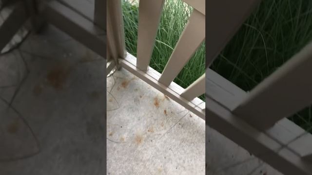 Hatching mud dauber wasp nest inside смотреть онлайн