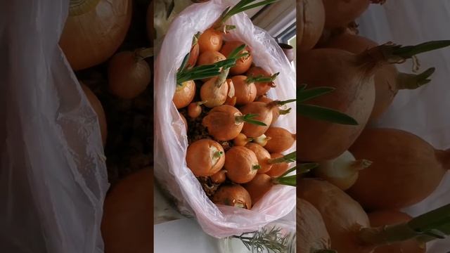 Луковая "ферма" 😂 смотреть онлайн