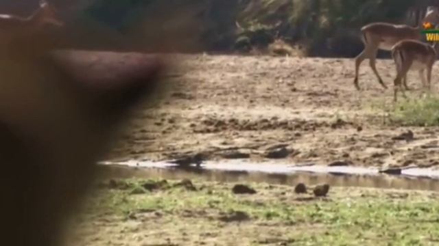 ЛЬВЫ И БАБУИНЫ ЗАКЛЮЧИЛИ СОЮЗ 🧭 смотреть онлайн
