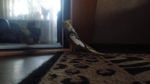 попугай корелла разговаривает