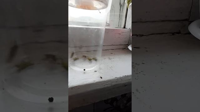 Танцы жуков листоедов смотреть онлайн