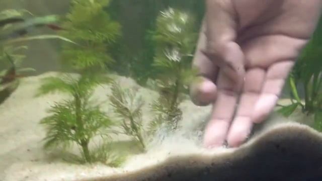 Cabomba Caroliniana Planta Acuatica, INCREIBLE PLANTADO NATURAL смотреть онлайн