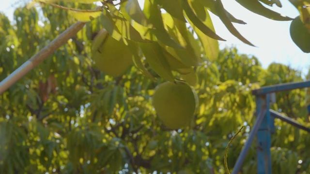 Seth Purtill, Mango Picker смотреть онлайн