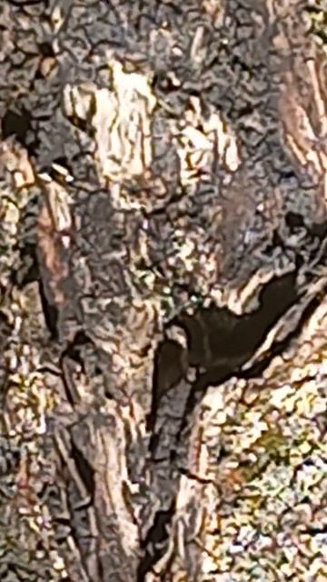 Чёрный, сероглазый ворон Кутх над черноглазым, серым Лешим перед вещей, черноглазой птицей Гамаюн. смотреть онлайн