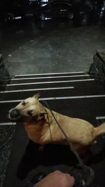 ПЕС РУГАЕТСЯ НА ДОЖДЬ) смотреть онлайн