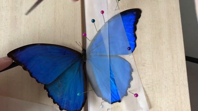 morpho didius 🦋 mounting butterflies #entomology смотреть онлайн