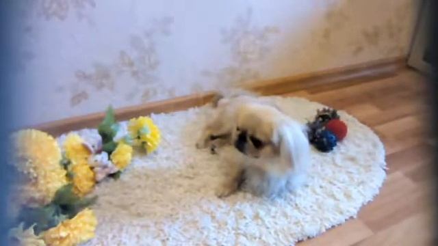 Лето. Опасности! Разговоры с Несси! смотреть онлайн