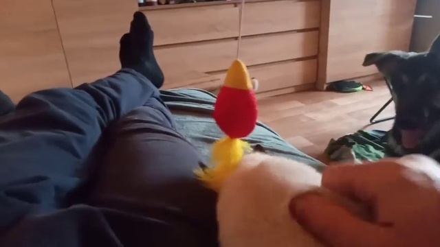 КОТЁНОК ПАНДА - ЛЮТЫЙ ЗВЕРЬ !!! смотреть онлайн