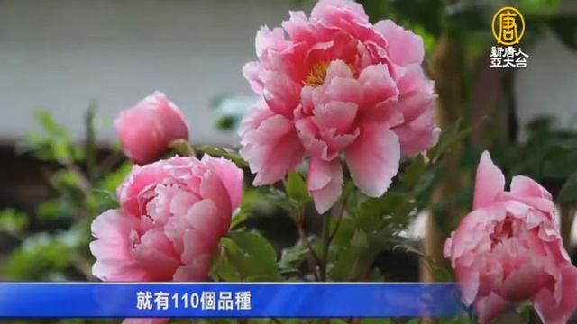 東京上野牡丹苑 「花王花相」相映成趣【大千世界】芍藥｜日本旅遊 смотреть онлайн