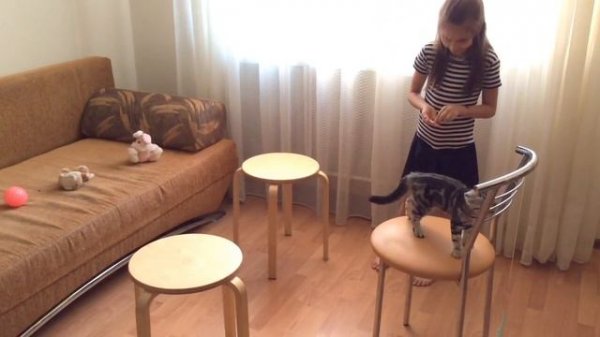 Дрессируем кота котенок видео для детей