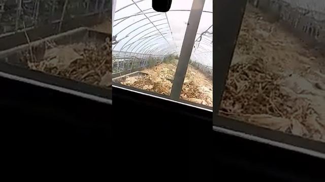 28.06.2017 корея кочхан хауста уборка смотреть онлайн