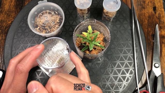 Addicted To That Rush Unboxing! plus Typhochlaena seladonia UPDATE! смотреть онлайн