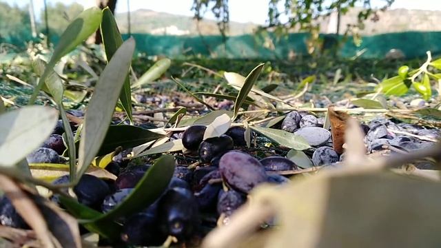 Raccolta Olive Bio смотреть онлайн