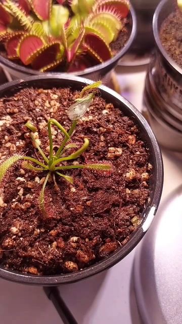 Росянка против златоглазки / Drosera vs lacewing / Мухоловка против мухи / Flycatcher vs Fly смотреть онлайн