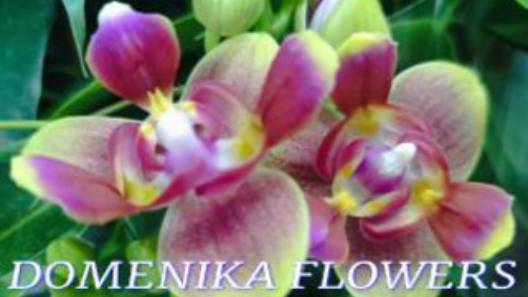 №1030/ МОРЕ орхидей МУТАНТОВ в с/ц DOMENIKA FLOWERS. Часть/1 смотреть онлайн