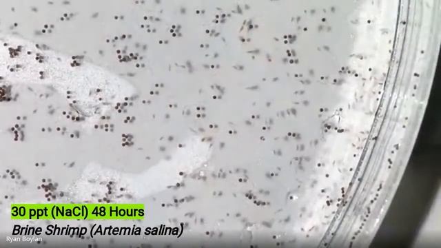 Brine Shrimp (Artemia salina) Lab Results - Mr. Boylan смотреть онлайн